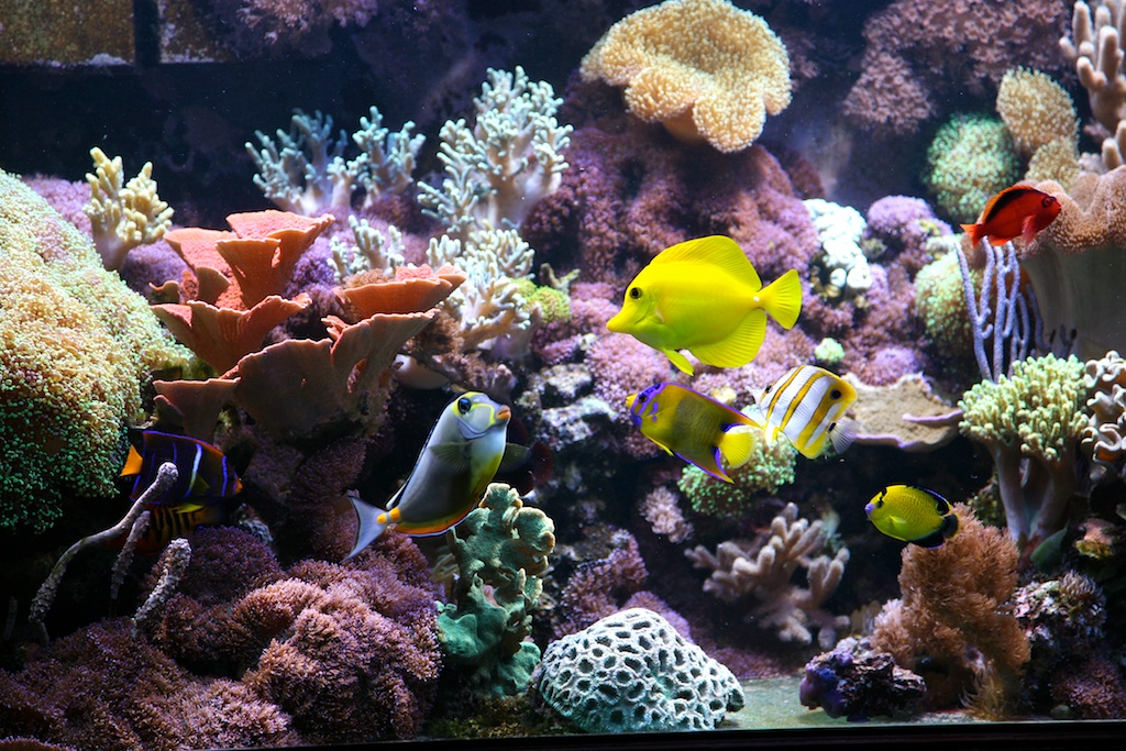 Reef Central Online Community - My 180 Gallon Reef